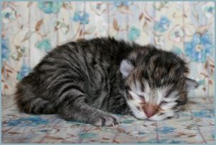 Female Siberian Kitten from Deedlebug Siberians